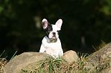 BOULEDOGUE FRANCAIS 1170